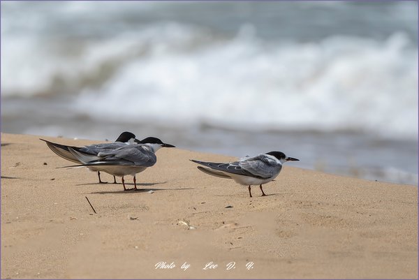제비갈매기